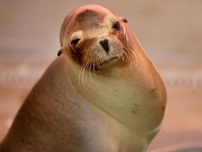 fourth of july sea lions los angeles california 