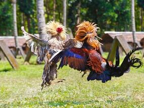 kentucky-underground-chicken-fighting-rings-multiple-arrests
