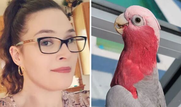 woman exotic bird lost pennsylvania uk news