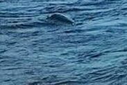 loch ness monster official sighting