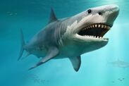 18-million-year-old Megalodon tooth reveals new details on creature's diet