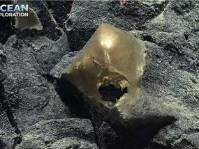 marine mystery golden egg alaska noaa