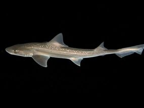 sharks captured making terrifying sound