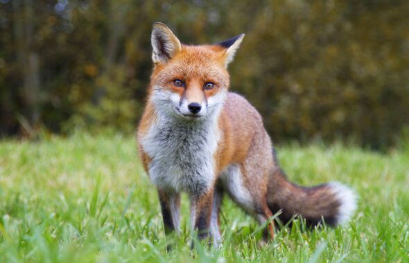 A fox