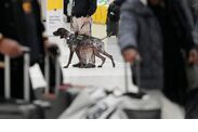 tsa-warns-new-major-change-coming-weeks-us-air-travellers-some-could-banned-from-planes